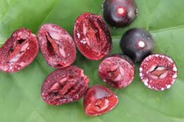 Processed Cherry