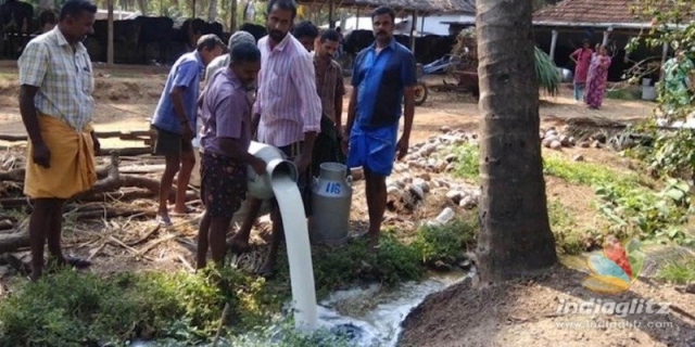 Draining milk at Chittor ,Kerala -Courtesy-Indiaglitz