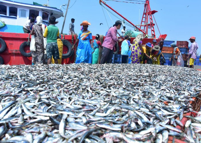 Great fish harvest -Cortesy-Deccan Herald