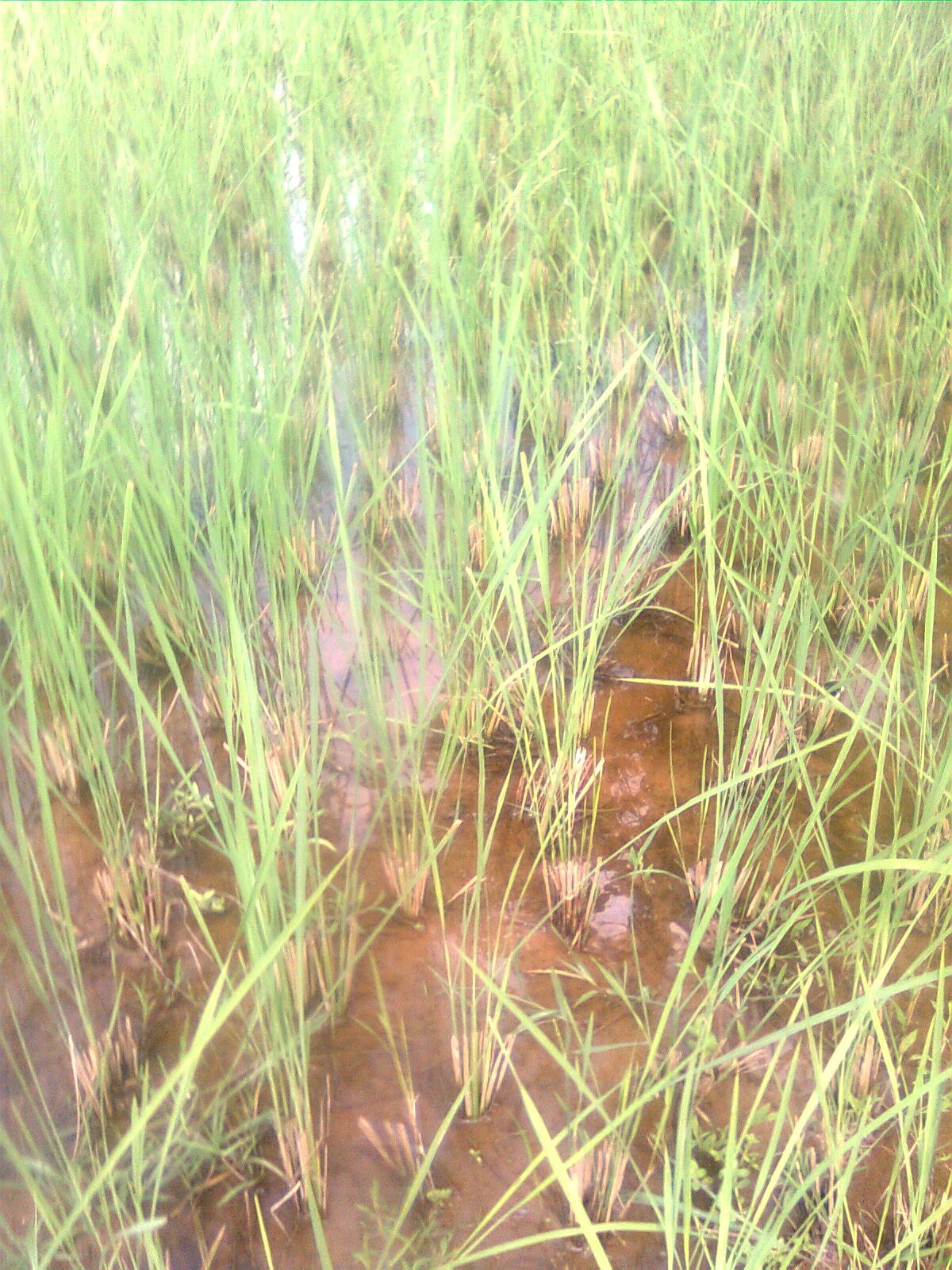 Paddy cultivation in Kerala