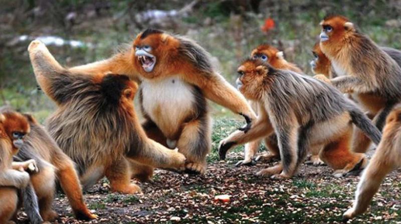 Monkey menace at Thenmala
