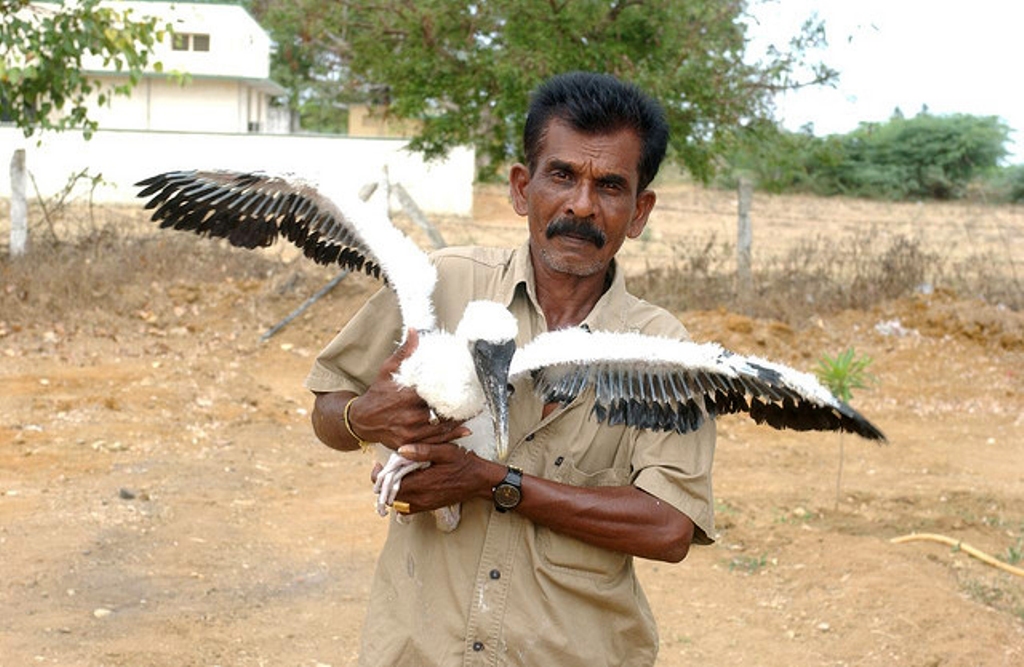 Balpandyan with Grey pelican
